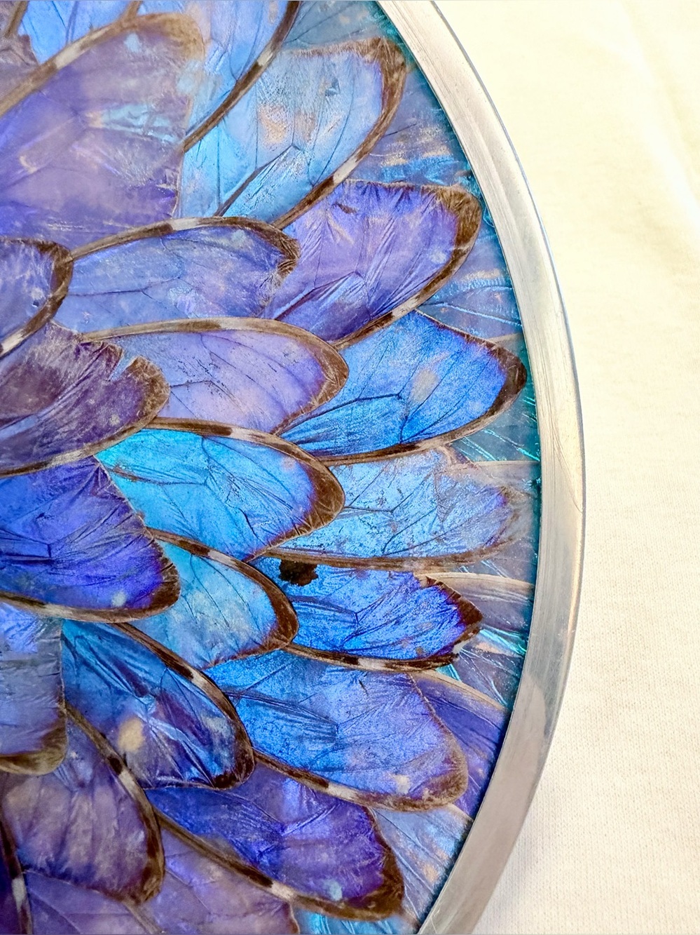 🦋 Vintage Morpho Butterfly Wing Wall Art, Gorgeous Blue Iridescence, 9.5” Diam - Picture 4 of 5